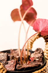 Begonia rex "Silver Limbo"